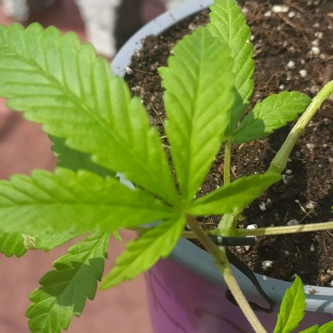 AC Skunk growlog photo: así se ve tras riego y ajuste de LST, le agregué un puñito de tierra tras el reajuste para acomodar. 