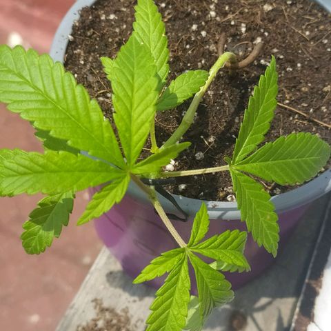 AC Skunk growlog photo: así se ve tras riego y ajuste de LST, le agregué un puñito de tierra tras el reajuste para acomodar. 