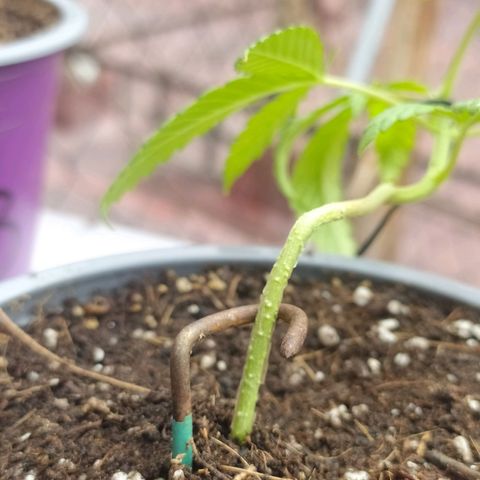 AC Skunk growlog photo: así se ve tras riego y ajuste de LST, le agregué un puñito de tierra tras el reajuste para acomodar. 