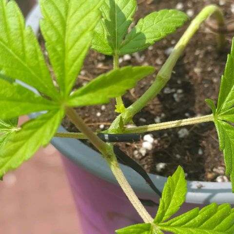 AC Skunk growlog photo: así se ve tras riego y ajuste de LST, le agregué un puñito de tierra tras el reajuste para acomodar. 