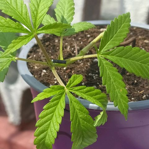 AC Skunk growlog photo: así se ve tras riego y ajuste de LST, le agregué un puñito de tierra tras el reajuste para acomodar. 