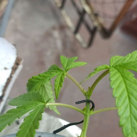 AC Skunk growlog photo: así se ve tras riego y ajuste de LST, le agregué un puñito de tierra tras el reajuste para acomodar. 