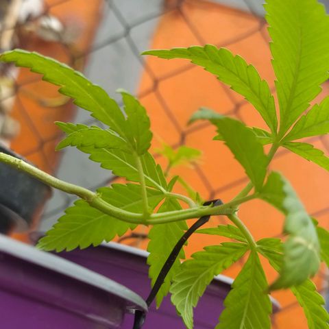 AC Skunk growlog photo: así se ve tras riego y ajuste de LST, le agregué un puñito de tierra tras el reajuste para acomodar. 