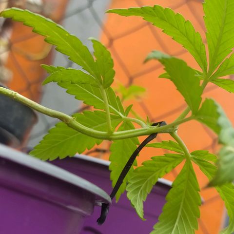 AC Skunk growlog photo: así se ve tras riego y ajuste de LST, le agregué un puñito de tierra tras el reajuste para acomodar. 