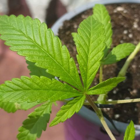 AC Skunk growlog photo: así se ve tras riego y ajuste de LST, le agregué un puñito de tierra tras el reajuste para acomodar. 