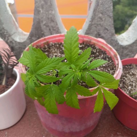 AC Skunk growlog timeline photo