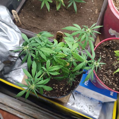 Gorilla Kush #2 (maceta negra)  growlog photo: 29/Oct/2021, #2 tras riego de 500ml de nutrientes. 