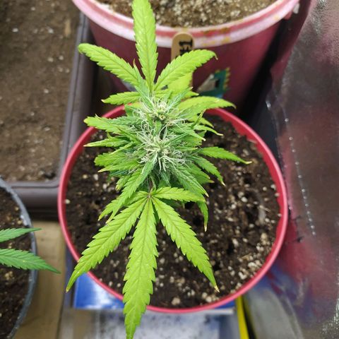 Gorilla Kush (maceta roja) growlog photo: 29/Oct/2021 
#1 tras riego de 750ml