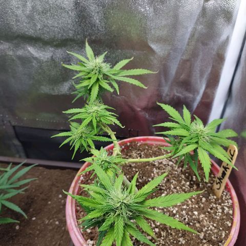 AC Skunk growlog photo: 29/Oct/2021
AC Skunk un día después de defoliación, humus de lombriz top y riego de agua pH 6,4.