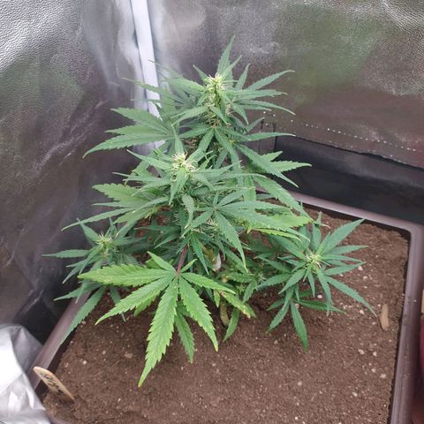 Gorilla Kush #3 growlog photo: 29/Oct/2021
#3 dos días después de riego con agua pH 6,4 y un día después de Humus de Lombriz top. 