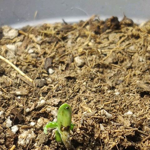 Blue Dream growlog photo: Así se ven 12 horas de luz directa en la blue dream'matic, se va a colocar debajo de un foco en las siguientes 12 horas para ver su desarrollo. 