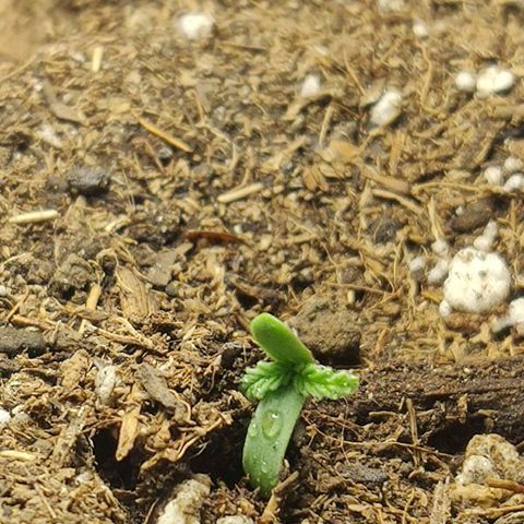 Blue Dream growlog photo: Así se ven 12 horas de luz directa en la blue dream'matic, se va a colocar debajo de un foco en las siguientes 12 horas para ver su desarrollo. 