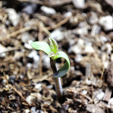 BlueBerry #2 growlog photo: Fotos Macro por Dey de la BlueBerry #2 en los últimos minutos de su primer día de vida. 