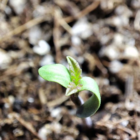 BlueBerry #2 growlog photo: Fotos Macro por Dey de la BlueBerry #2 en los últimos minutos de su primer día de vida. 