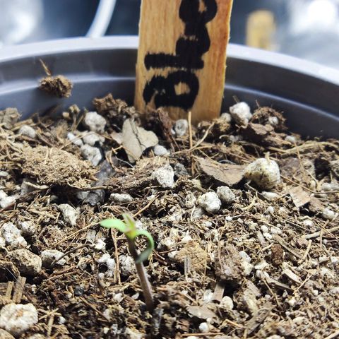BlueBerry #2 growlog photo: Fotos Macro por Dey de la BlueBerry #2 en los últimos minutos de su primer día de vida. 