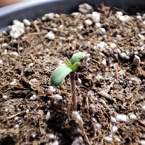 BlueBerry #1 growlog photo: Fotos Macro por Dey de la BlueBerry #1 en las últimas horas de su primer día de vida. 