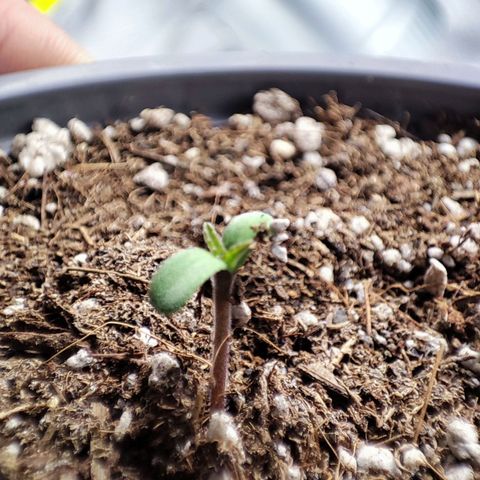 BlueBerry #1 growlog photo: Fotos Macro por Dey de la BlueBerry #1 en las últimas horas de su primer día de vida. 