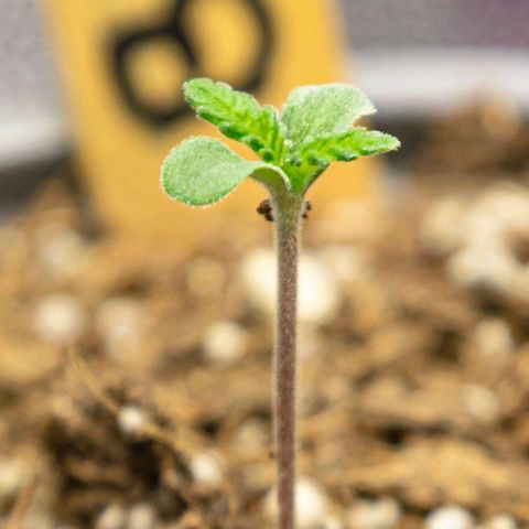 BlueBerry #1 growlog photo: BlueBerry #1 a finales del día 2. 
