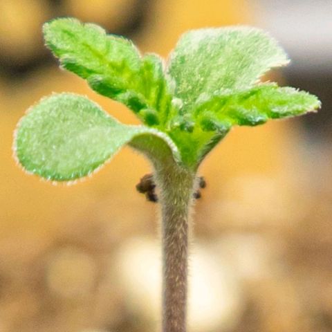 BlueBerry #1 growlog photo: BlueBerry #1 a finales del día 2. 