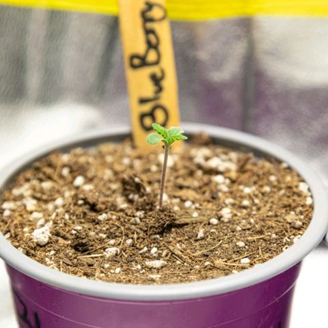 BlueBerry #1 growlog photo: BlueBerry #1 a finales del día 2. 