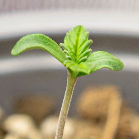 BlueBerry #2 growlog photo: BlueBerry #2 a finales del día 3.