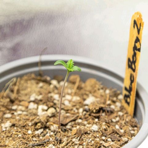 BlueBerry #2 growlog photo: BlueBerry #2 a finales del día 3.