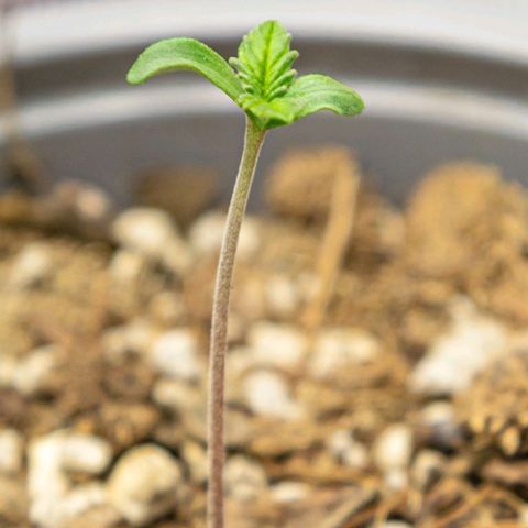 BlueBerry #2 growlog photo: BlueBerry #2 a finales del día 3.