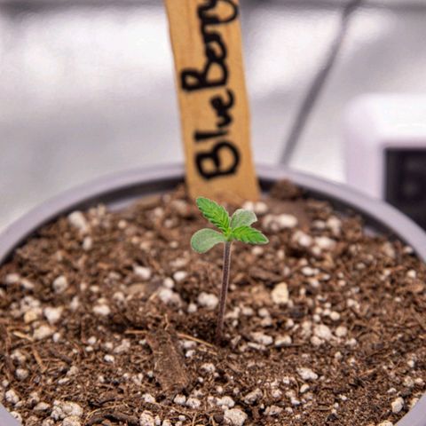 BlueBerry #1 growlog photo: BlueBerry #1 a finales del día 4.