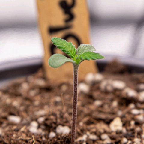BlueBerry #1 growlog photo: BlueBerry #1 a finales del día 4.