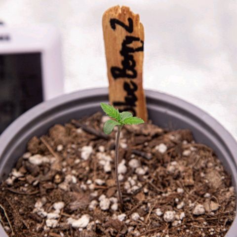 BlueBerry #2 growlog photo: BlueBerry #2 a finales del día 4.
