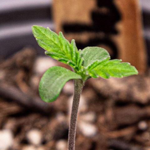 BlueBerry #2 growlog photo: BlueBerry #2 a finales del día 4.
