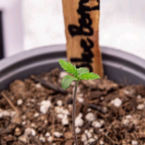 BlueBerry #2 growlog photo: BlueBerry #2 a finales del día 4.