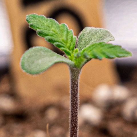BlueBerry #1 growlog timeline photo