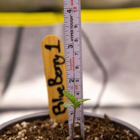 BlueBerry #1 growlog photo: Medición y macro de la BlueBerry #1 en los minutos finales del día 5 de la plántula. 