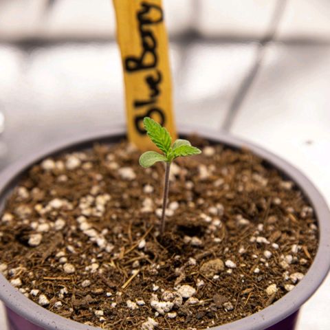 BlueBerry #1 growlog photo: Medición y macro de la BlueBerry #1 en los minutos finales del día 5 de la plántula. 