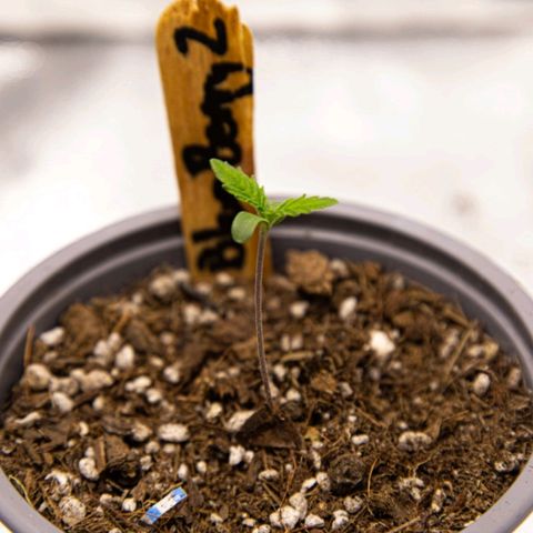 BlueBerry #2 growlog photo: Medición y macros de la BlueBerry #2 en los últimos minutos del día 5 de plántula. 
