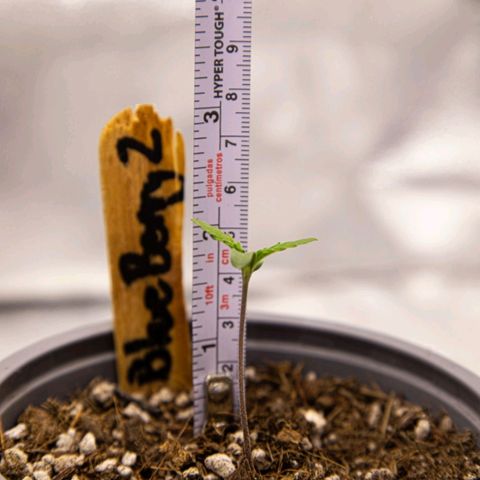 BlueBerry #2 growlog photo: Medición y macros de la BlueBerry #2 en los últimos minutos del día 5 de plántula. 