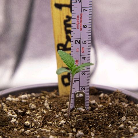 BlueBerry #1 growlog photo: Medición de 4.5cm de la BlueBerry #1 al final del día 6 de plántula. 