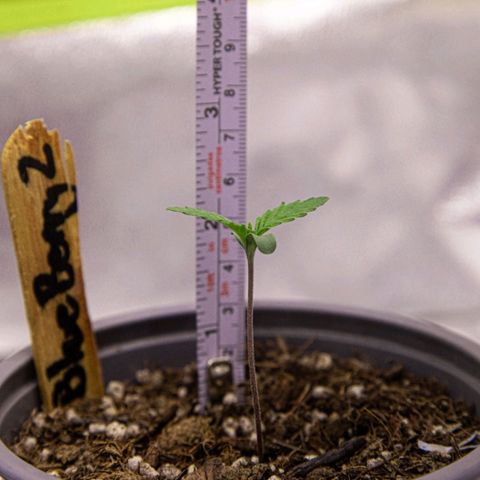 BlueBerry #2 growlog photo: Medición de 5.6cm de la BlueBerry #2 al final del día 6 de plántula. 