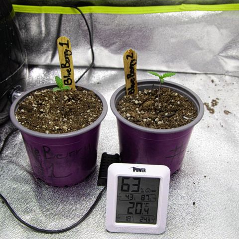 BlueBerry #2 growlog photo: Las plántulas al final del día 6. :) 