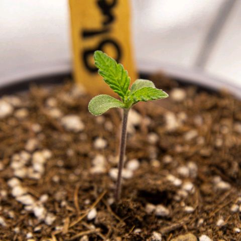 BlueBerry #1 growlog photo: Macros de la BlueBerry #1 en los minutos finales del día 6. 