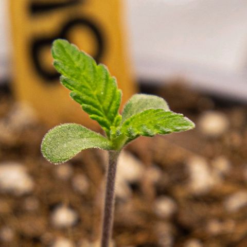 BlueBerry #1 growlog photo: Macros de la BlueBerry #1 en los minutos finales del día 6. 