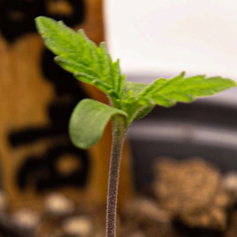 BlueBerry #2 growlog photo: Macros de la BlueBerry #2 en los minutos finales del día 6. 