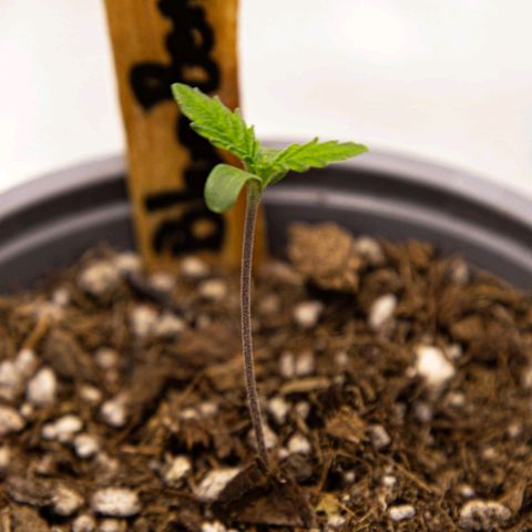 BlueBerry #2 growlog photo: Macros de la BlueBerry #2 en los minutos finales del día 6. 
