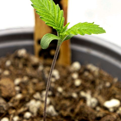 BlueBerry #2 growlog photo: Medición y macros de la BlueBerry #2 en los minutos finales del día 7. Se cumple la primera semana de plántula satisfactoriamente :) 