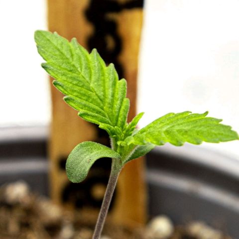 BlueBerry #2 growlog photo: Medición y macros de la BlueBerry #2 en los minutos finales del día 7. Se cumple la primera semana de plántula satisfactoriamente :) 