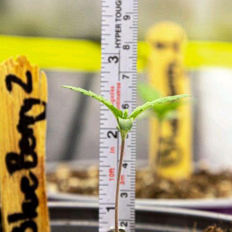 BlueBerry #2 growlog photo: Medición y macros de la BlueBerry #2 en los minutos finales del día 7. Se cumple la primera semana de plántula satisfactoriamente :) 