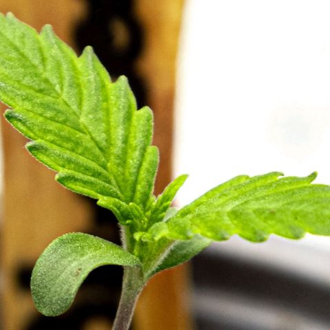 BlueBerry #2 growlog photo: Macro de las nuevas hojas, día 7.