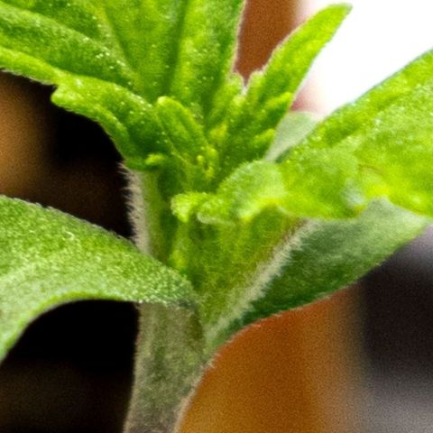 BlueBerry #2 growlog photo: Macro de las nuevas hojas, día 7.