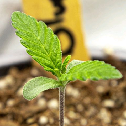BlueBerry #1 growlog photo: Macro del nuevo tejido, día 7.